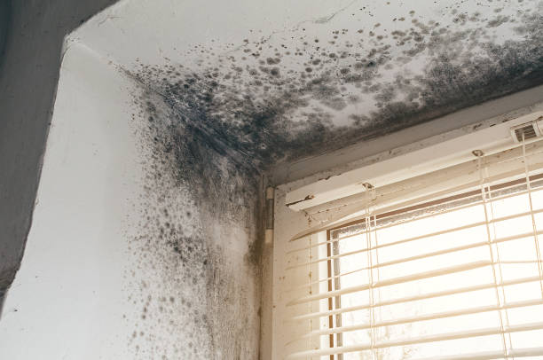 Affordable Black Mold Remediation solutions in Renton, WA