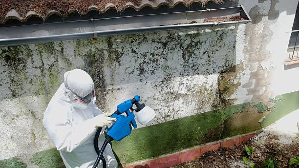 Top rated local Black Mold Remediation specialists in Renton, WA
